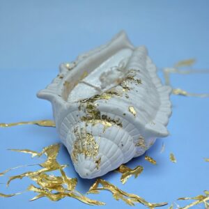 Coquillage impérial